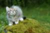 img_8696_small.jpg