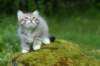 img_8698_small.jpg