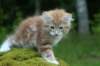 img_8570_small.jpg