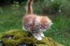 img_8591_small.jpg
