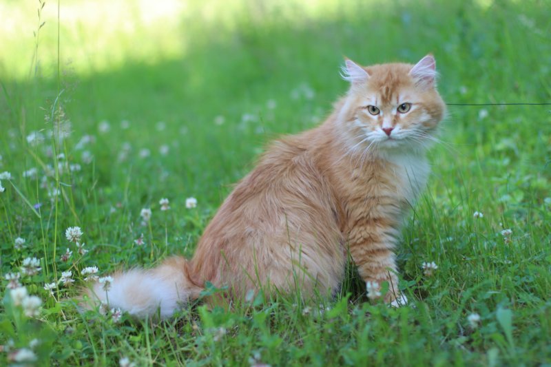 zacaras1v3vi15780.jpg